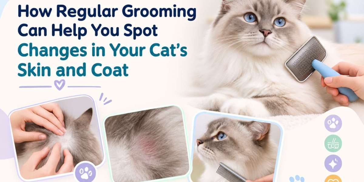 Why Professional Pet Grooming in Qatar Is Important for Your Pet